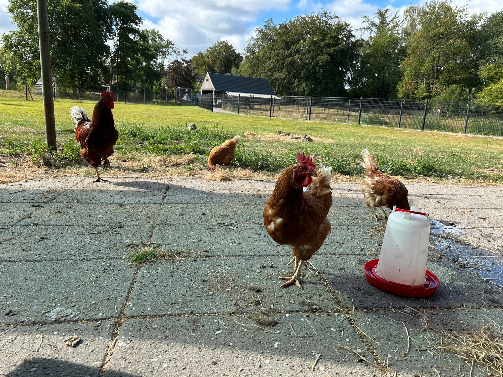 5 legkippen met haan, Meerdere dieren, Kip