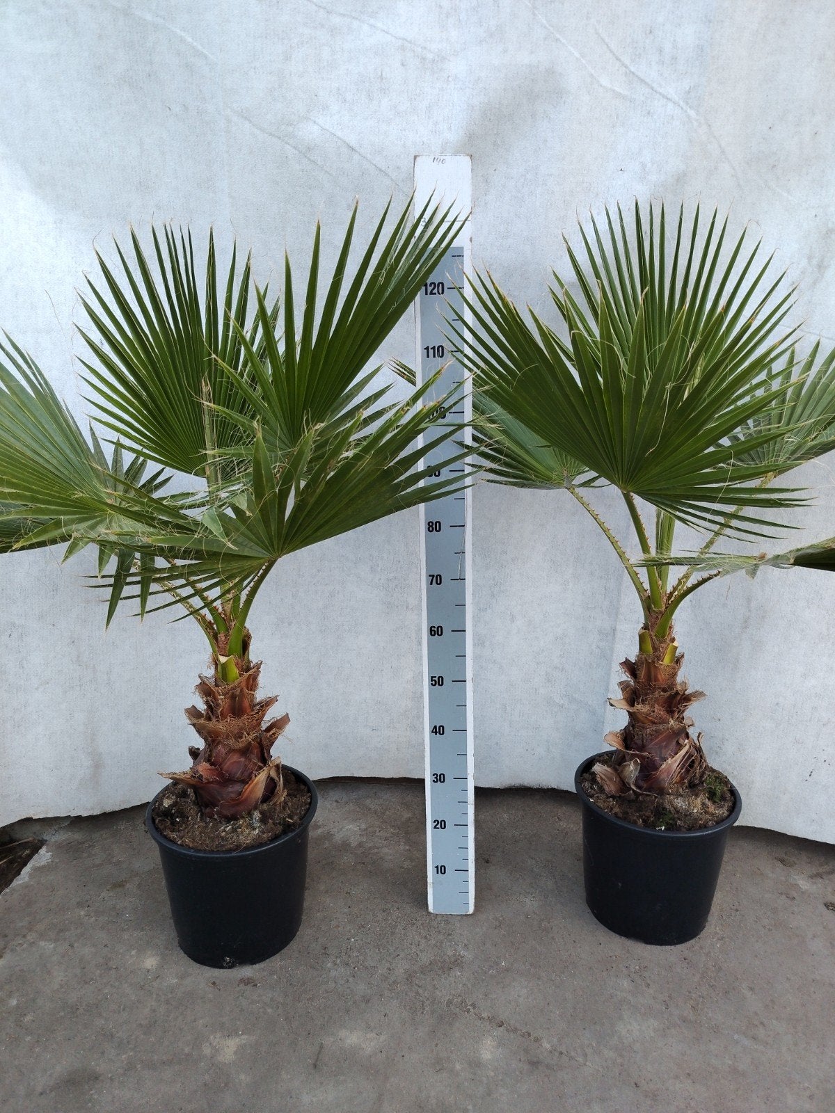 Washingtonia robusta 1,20 m hoog, Tuin en Terras, Overige soorten, Volle zon, Vaste plant, Ophalen of Verzenden