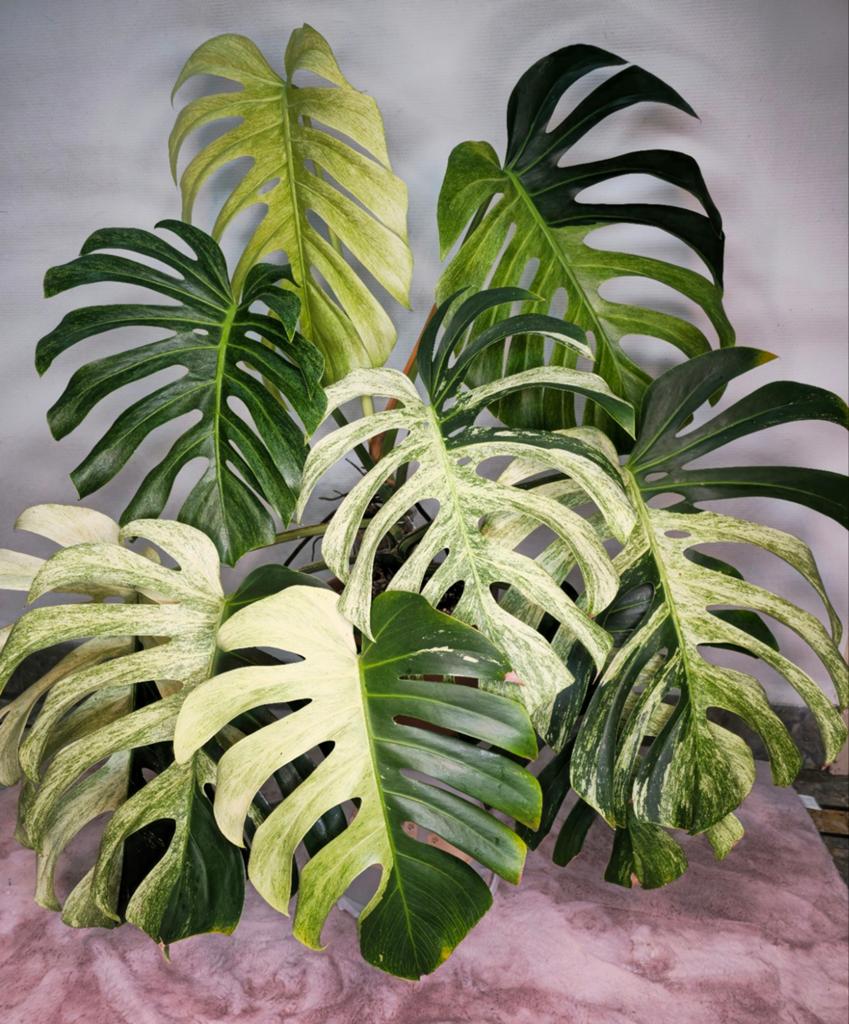 Monstera jungle mint, Ophalen of Verzenden