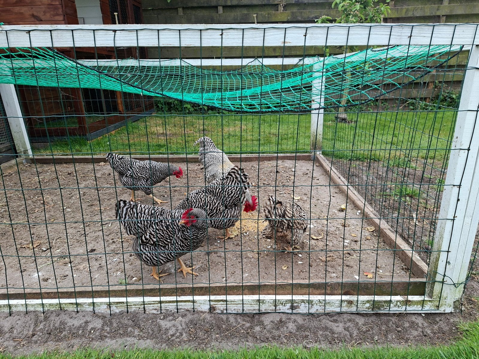 Amrock kriel, Meerdere dieren, Kip