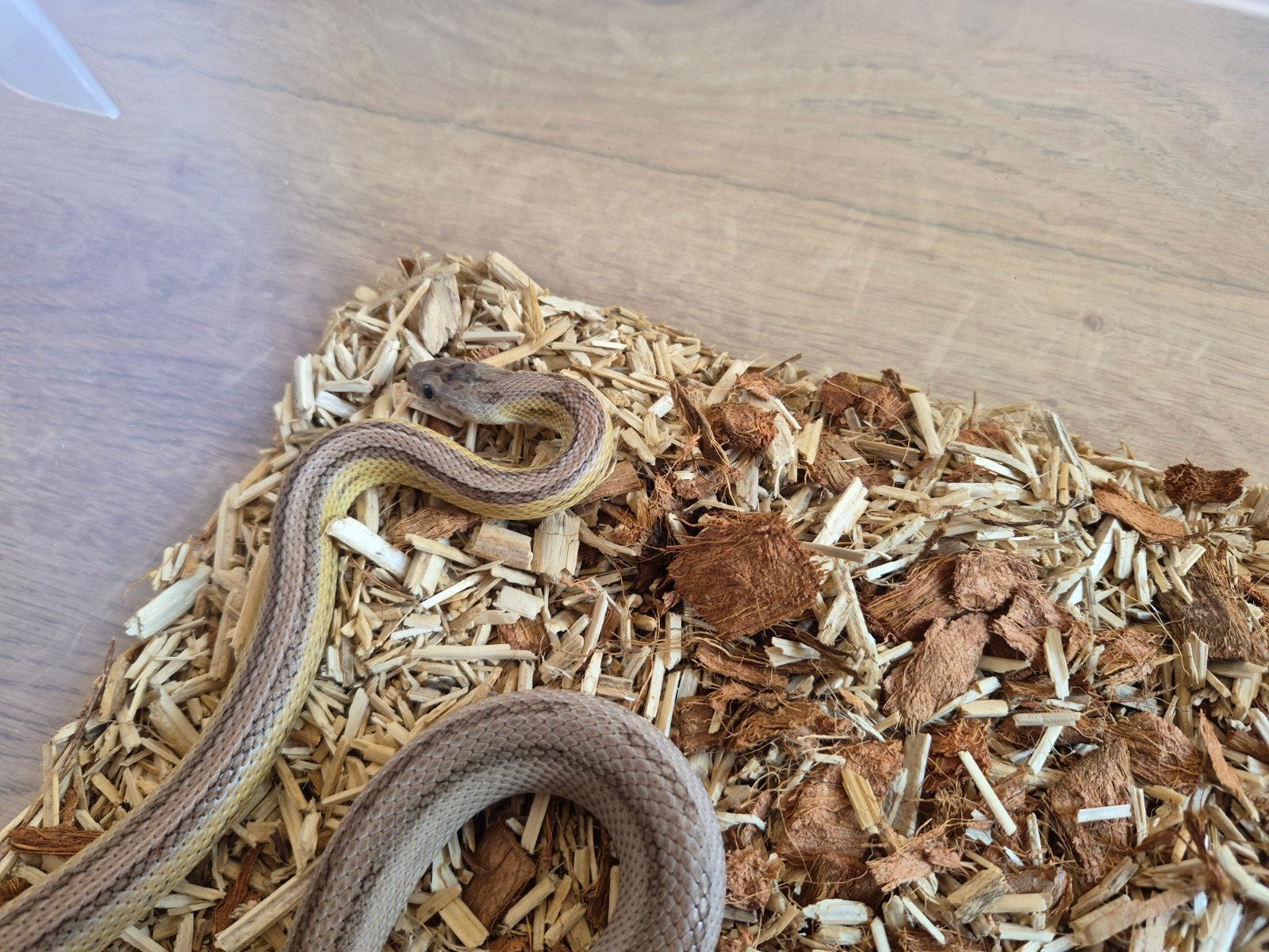 rattenslang anery striped het. sunkissed 2025 Rat Snake photo 2