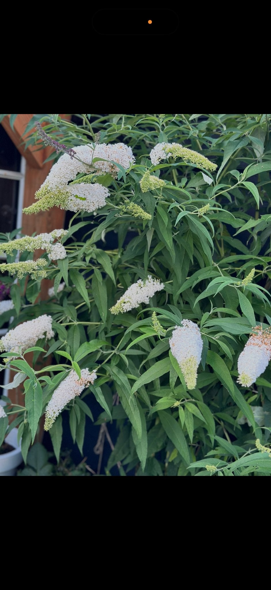 Grote Vlinderstruik - Buddleja Davidii, Ophalen