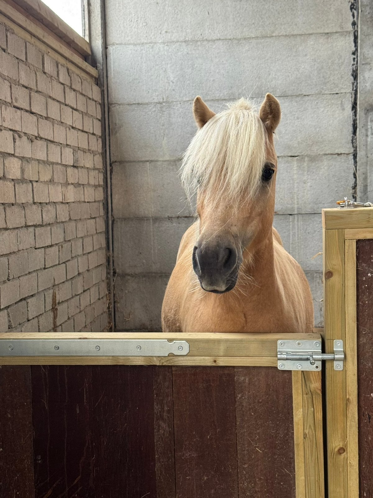 Shetlander merrie te koop, Dieren en Toebehoren, Merrie, Met stamboom, A pony (tot 1.17m), 3 tot 6 jaar