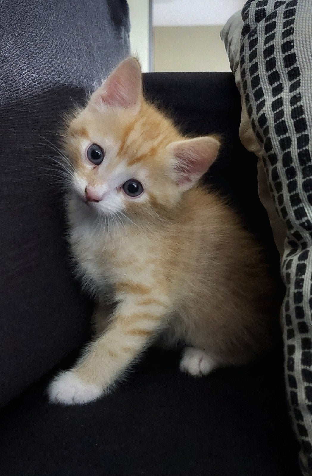 Rode  witte Kitten zoeken n nieuw thuis, Kater, Kortharig, 0 tot 2 jaar