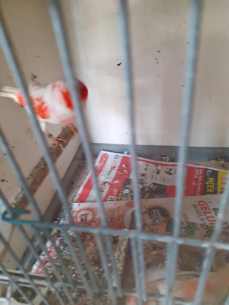 Zeer mooie kanarie man geringd 2025, Dieren en Toebehoren, Vogels | Kanaries