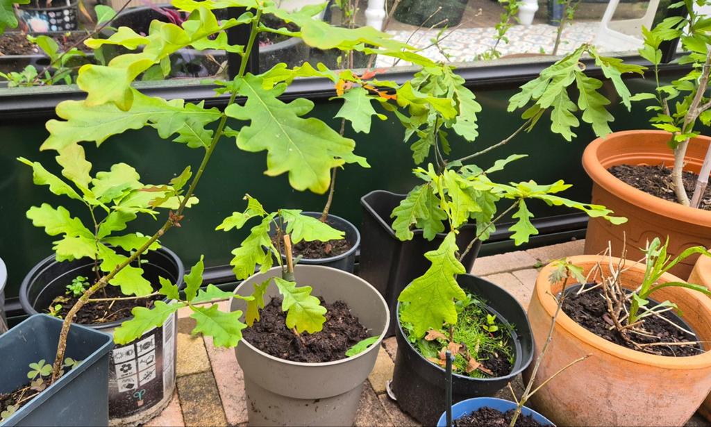 Diverse jonge eiken eik eikeboom, Tuin en Terras, Halfschaduw, Overige soorten, Minder dan 100 cm, Ophalen