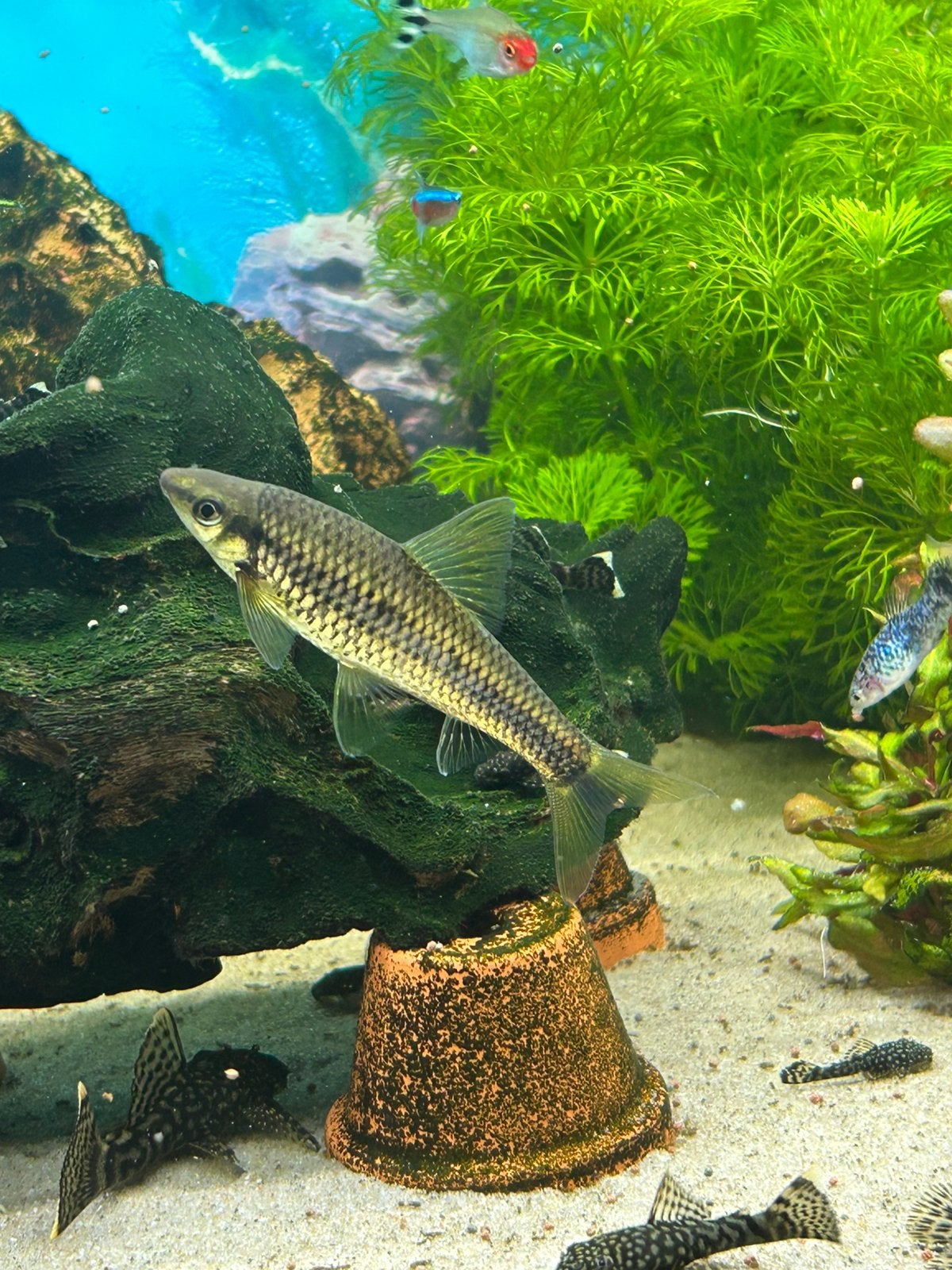 3 Siamese algeneter(Crossocheilus oblongus)  11 cm ongeveer, Vis, Zoetwatervis
