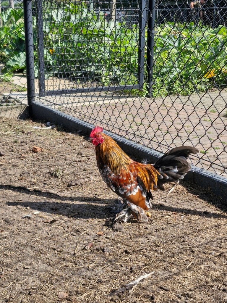 2 mooie Sabelpootkriel hanen–porselein/bont *!EEN VERKOCHT!*, Dieren en Toebehoren, Pluimvee, Mannelijk, Kip