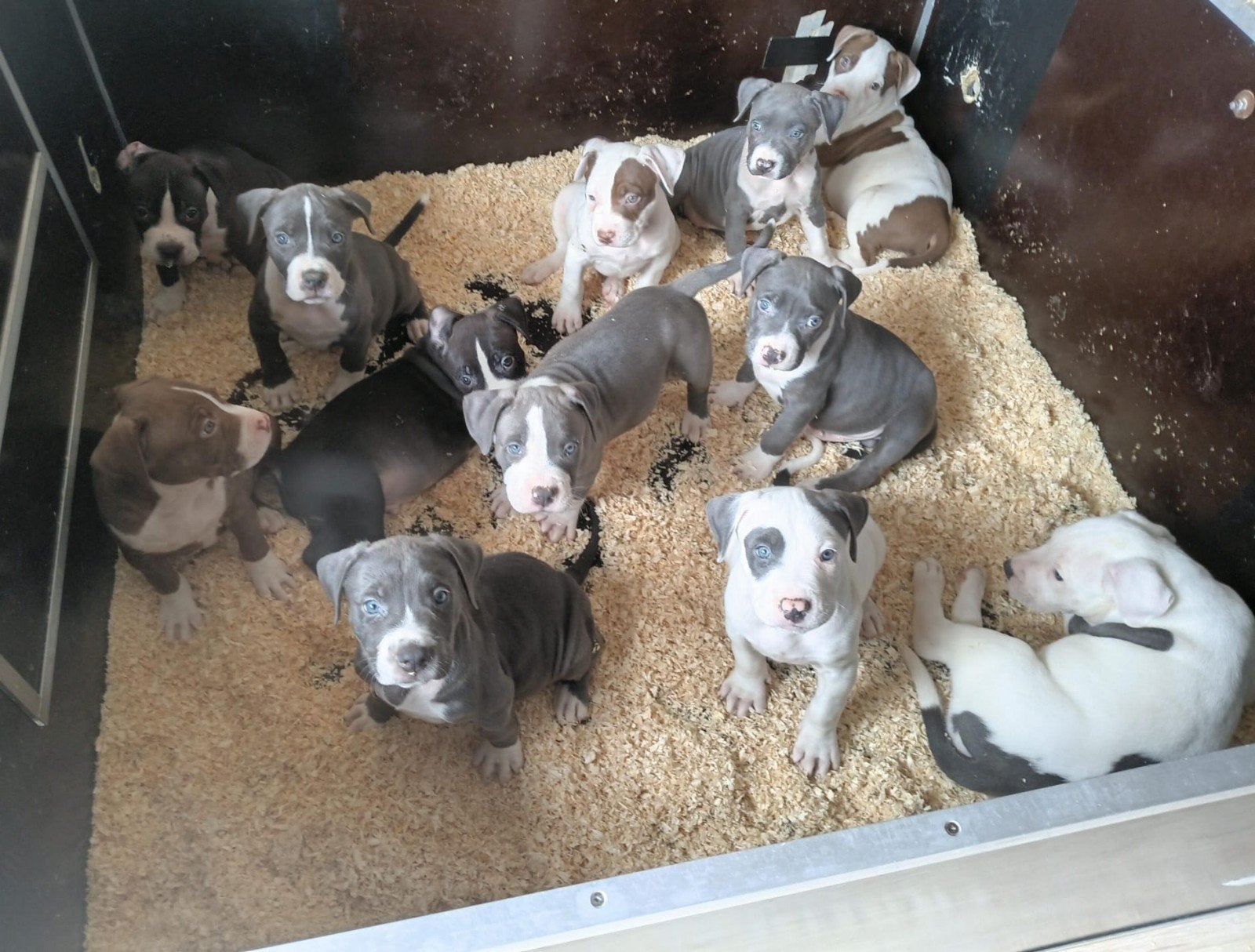 American bully  pups   met Dbkc stamboom, Dieren en Toebehoren, Honden | Bulldogs, Pinschers en Molossers, Overige rassen, 8 tot 15 weken