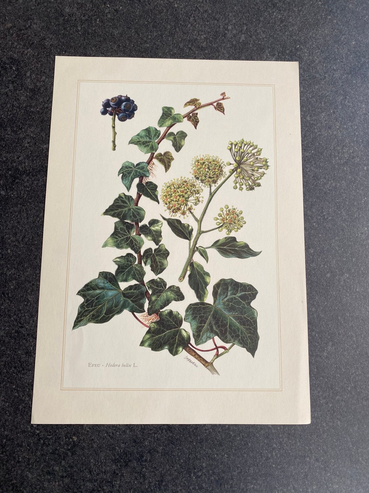 Vele prenten struiken/bomen 19x27 pst 1,50 oa klimop, Ophalen of Verzenden, Natuur en Biologie