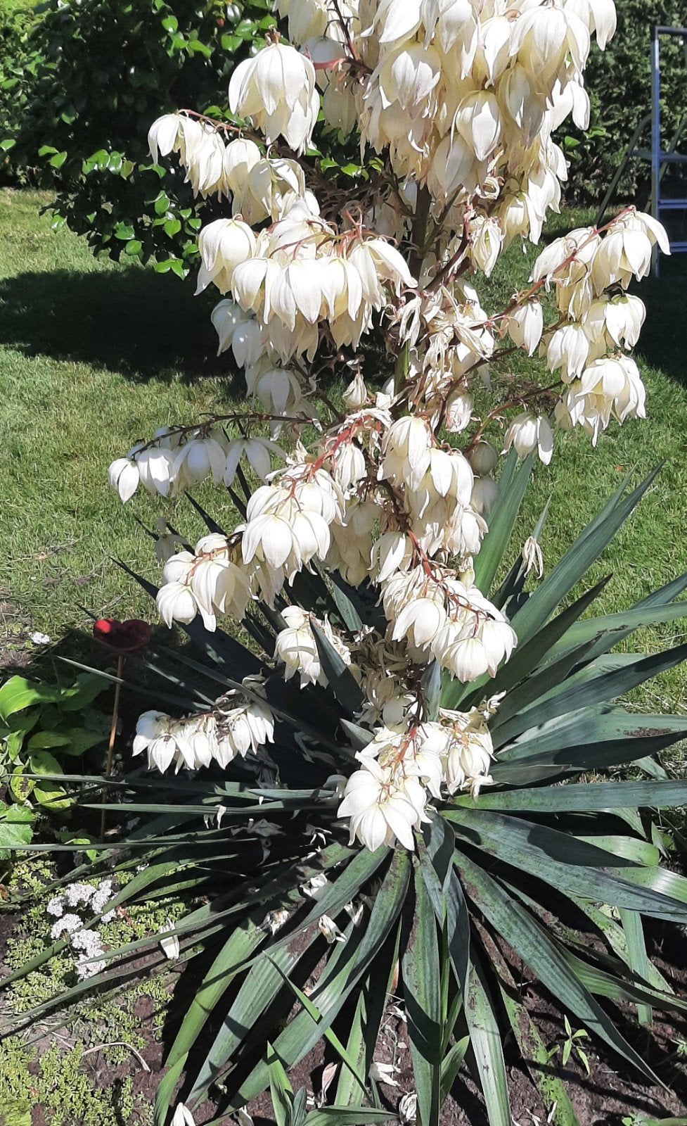 Stekken van de Yucca plant, Overige soorten, Volle zon, Vaste plant, Ophalen of Verzenden