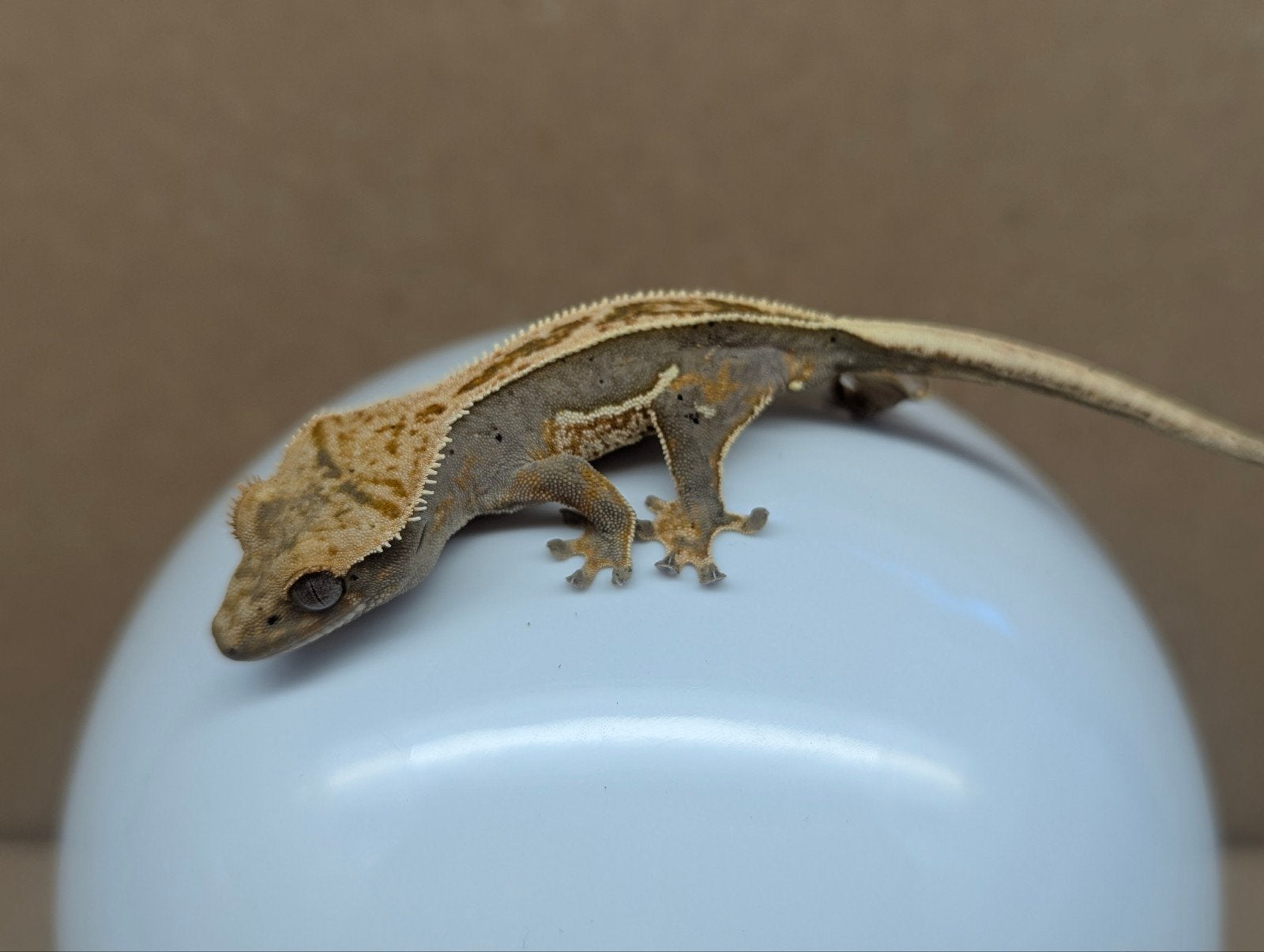 Jonge wimpergekkos, Dieren en Toebehoren, Reptielen en Amfibieën, Hagedis, Tam, 0 tot 2 jaar
