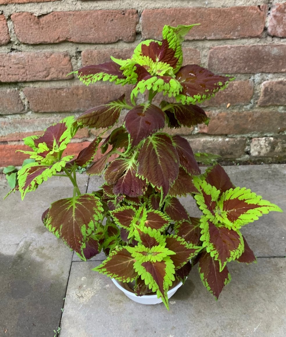 Coleus plant, Huis en Inrichting, Kamerplanten, Ophalen of Verzenden, Halfschaduw, Minder dan 100 cm