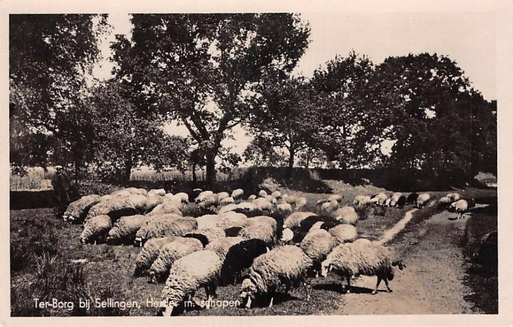 Ter Borg bij Sellingen Westerwolde Herder met schapen Gr, Ophalen of Verzenden, 1940 tot 1960, Ongelopen, Groningen