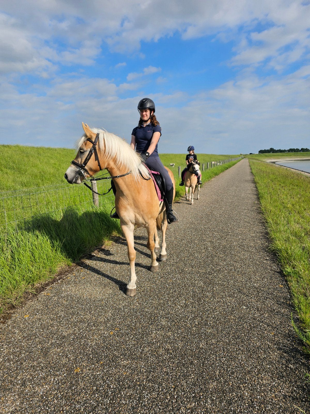 Haflinger merrie, 3 tot 6 jaar, Merrie, E pony (1.48m - 1.57m), Met stamboom