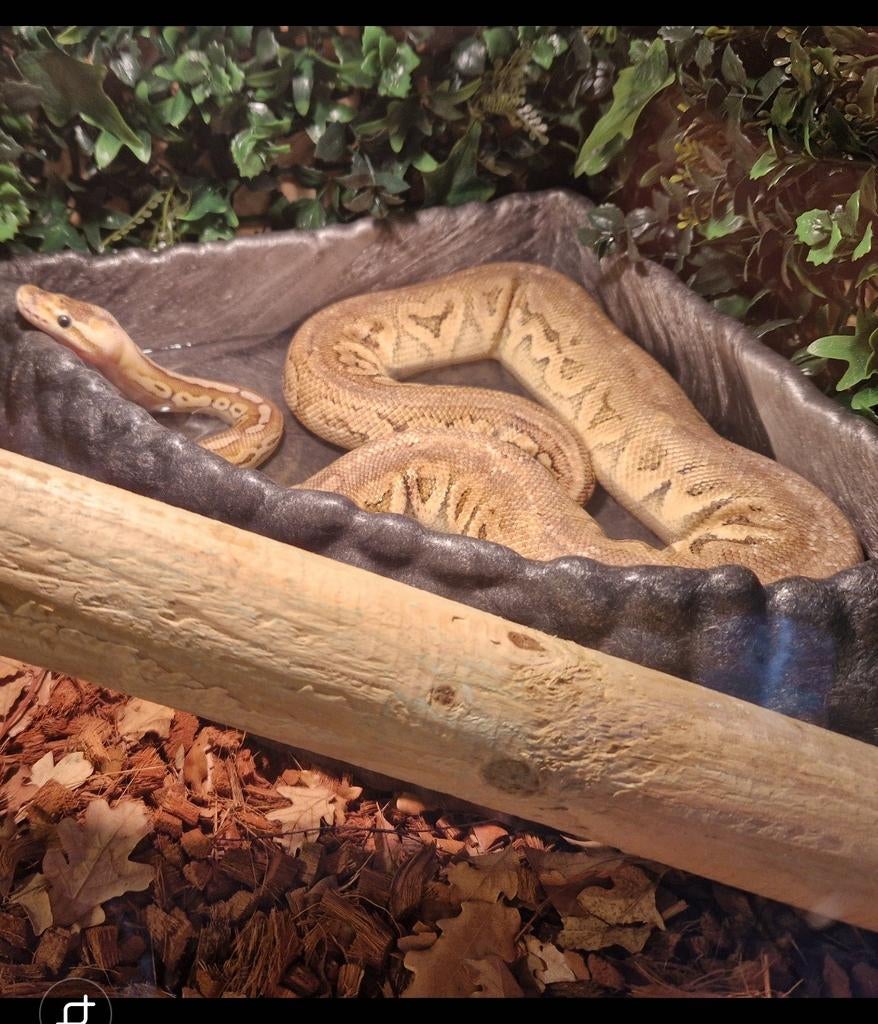 Konings python/regius super pastel cinnamon 0.1, Dieren en Toebehoren, Slang, 7 tot 10 jaar