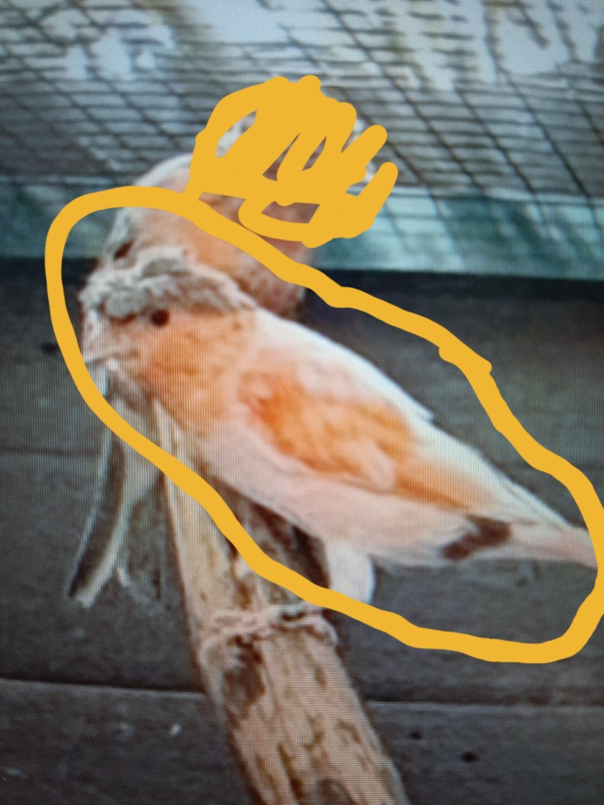 t.k. mooie koppels harlekijn kanaries 2025/26 - 45 euro, Dieren en Toebehoren, Vogels | Kanaries, Meerdere dieren, Kleurkanarie