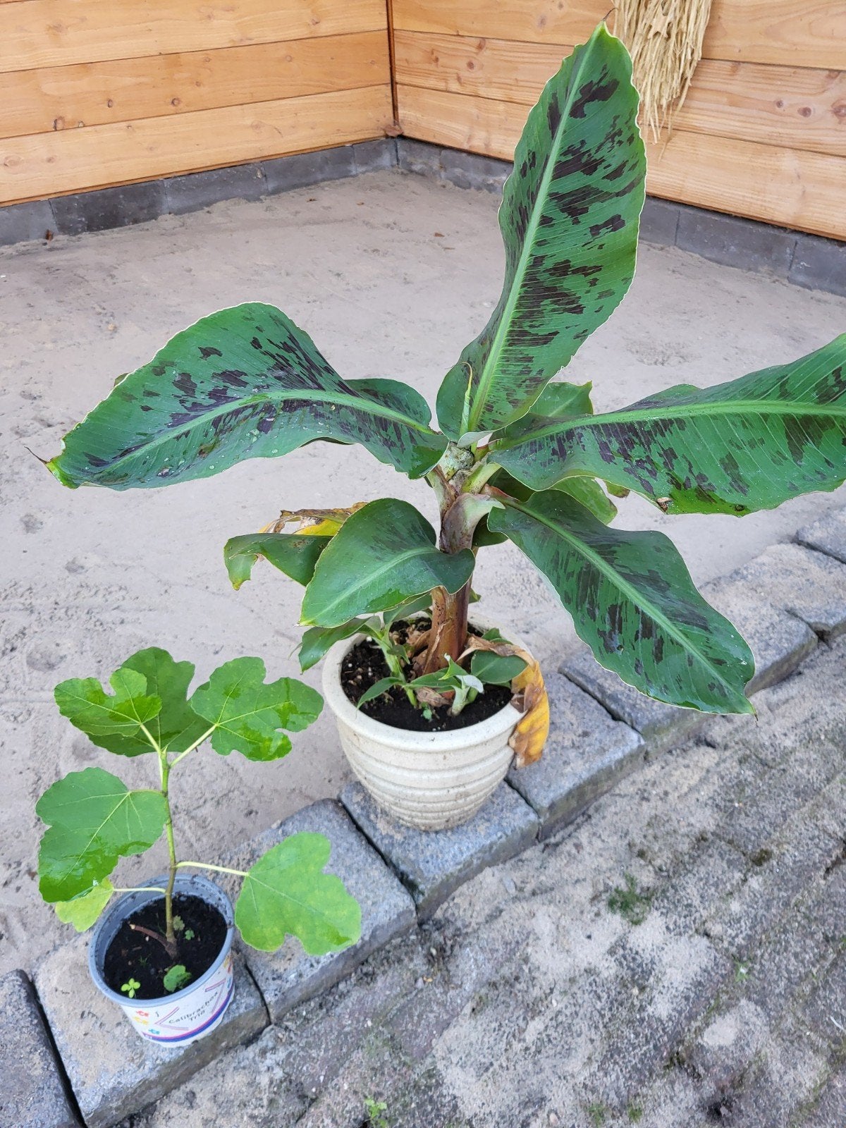 vijgenboompje en bananenplant., Ophalen, Overige soorten, Volle zon
