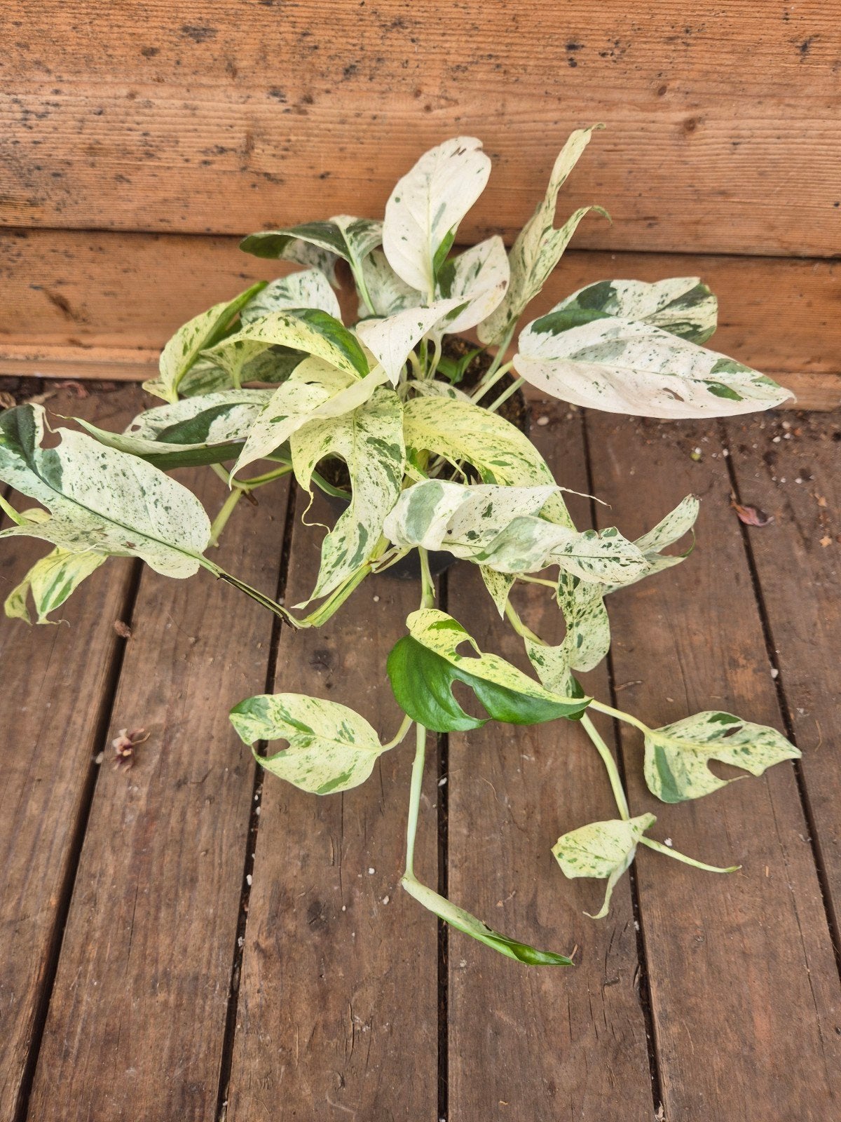 Epipremnum pinnatum Marble King p12 (3), Ophalen of Verzenden, Halfschaduw, Minder dan 100 cm