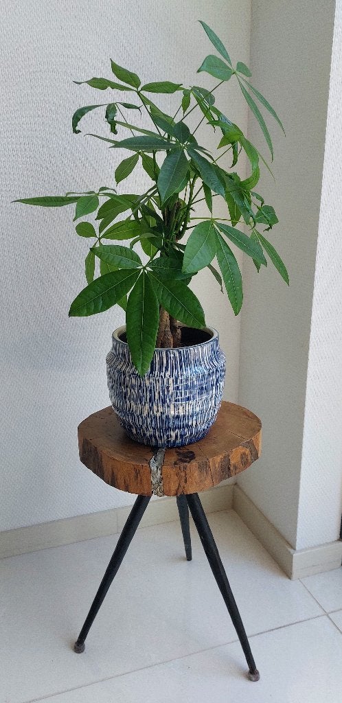 PTMD bijzettafeltje met een plant, Ophalen, Minder dan 45 cm, Minder dan 55 cm, Zo goed als nieuw