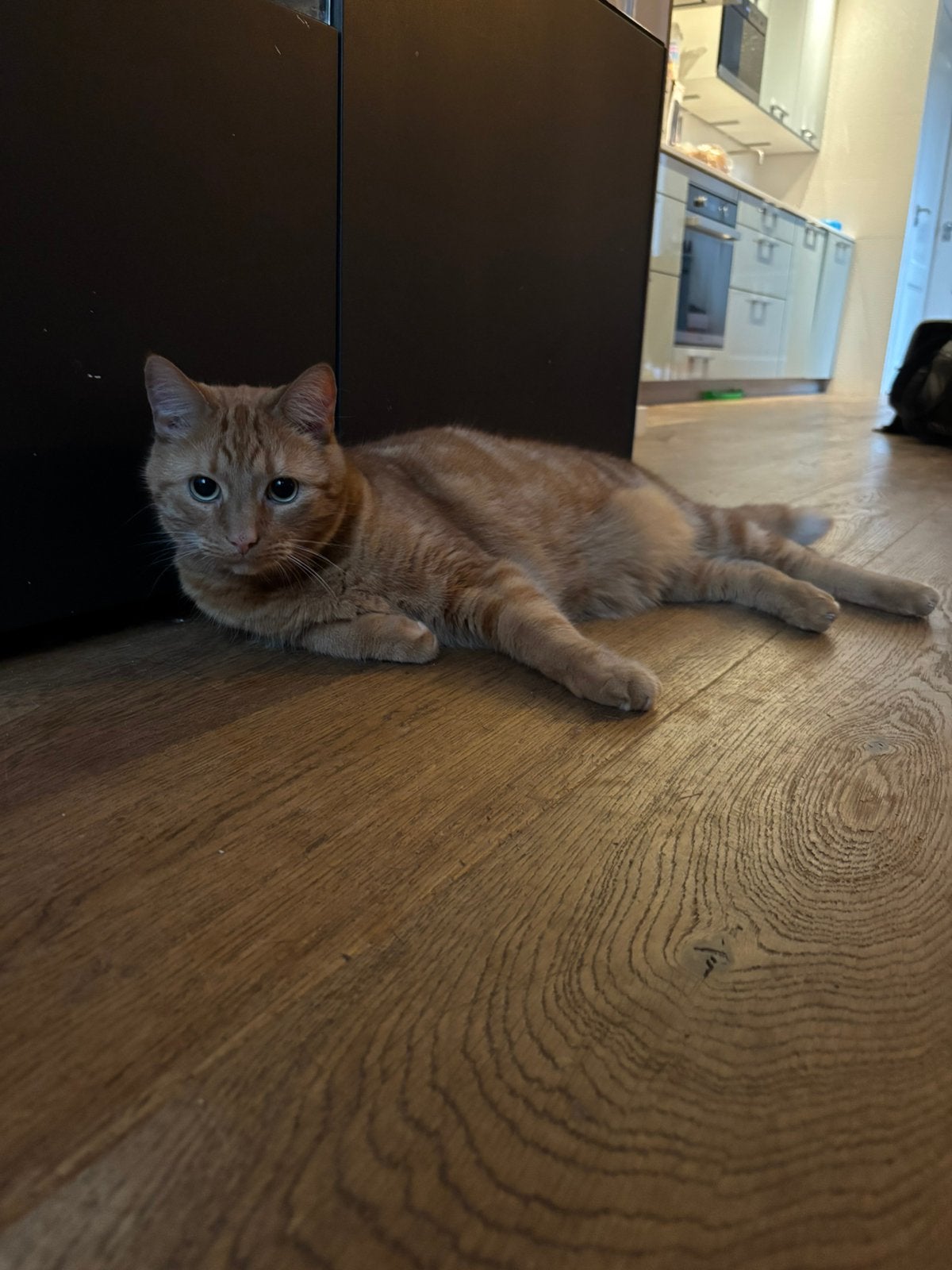 Kees zoekt een nieuw huis, Dieren en Toebehoren, Kater