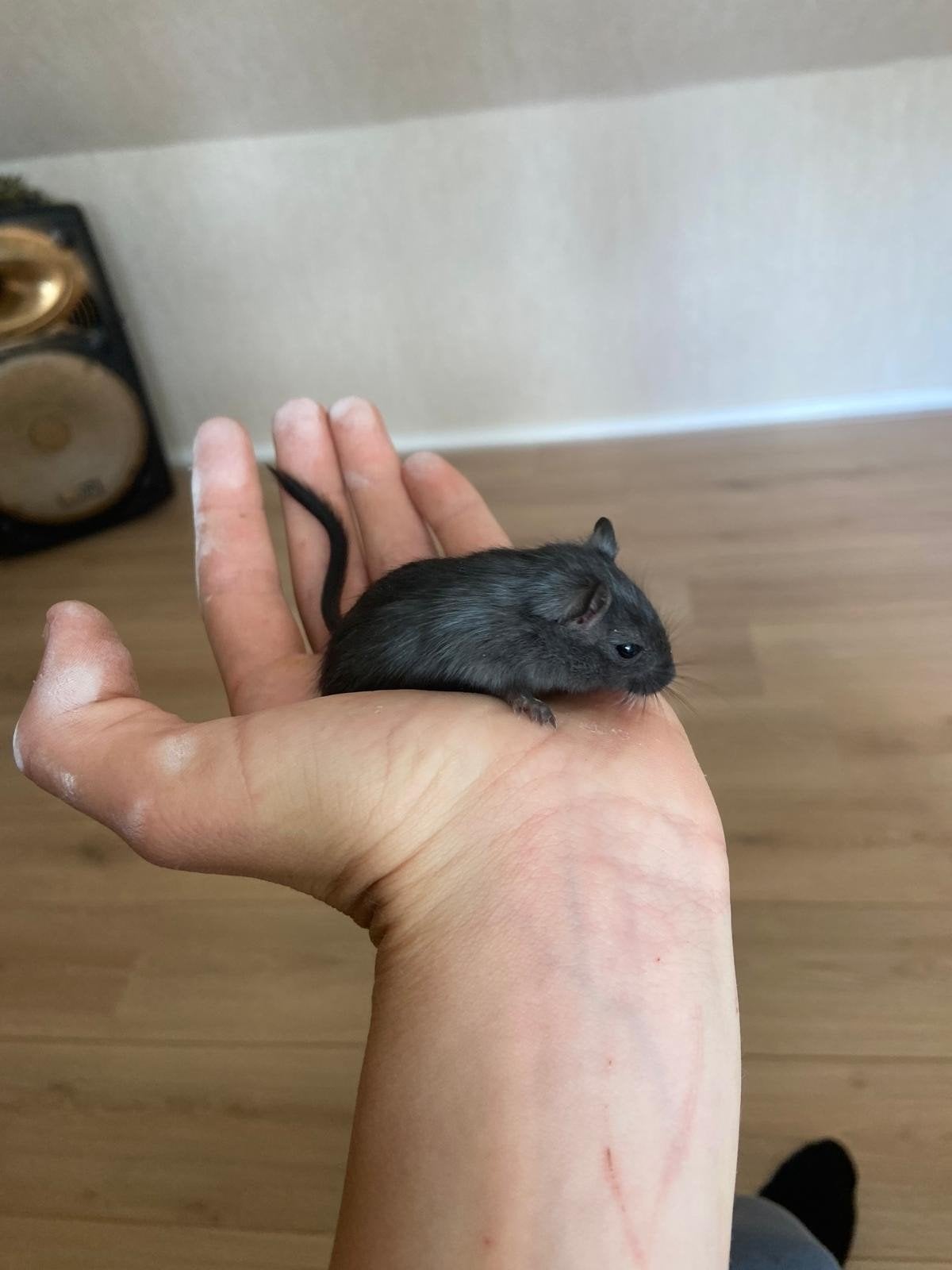Jonge gerbils te koop, April, Vrouwelijk, Overige typen, Tam