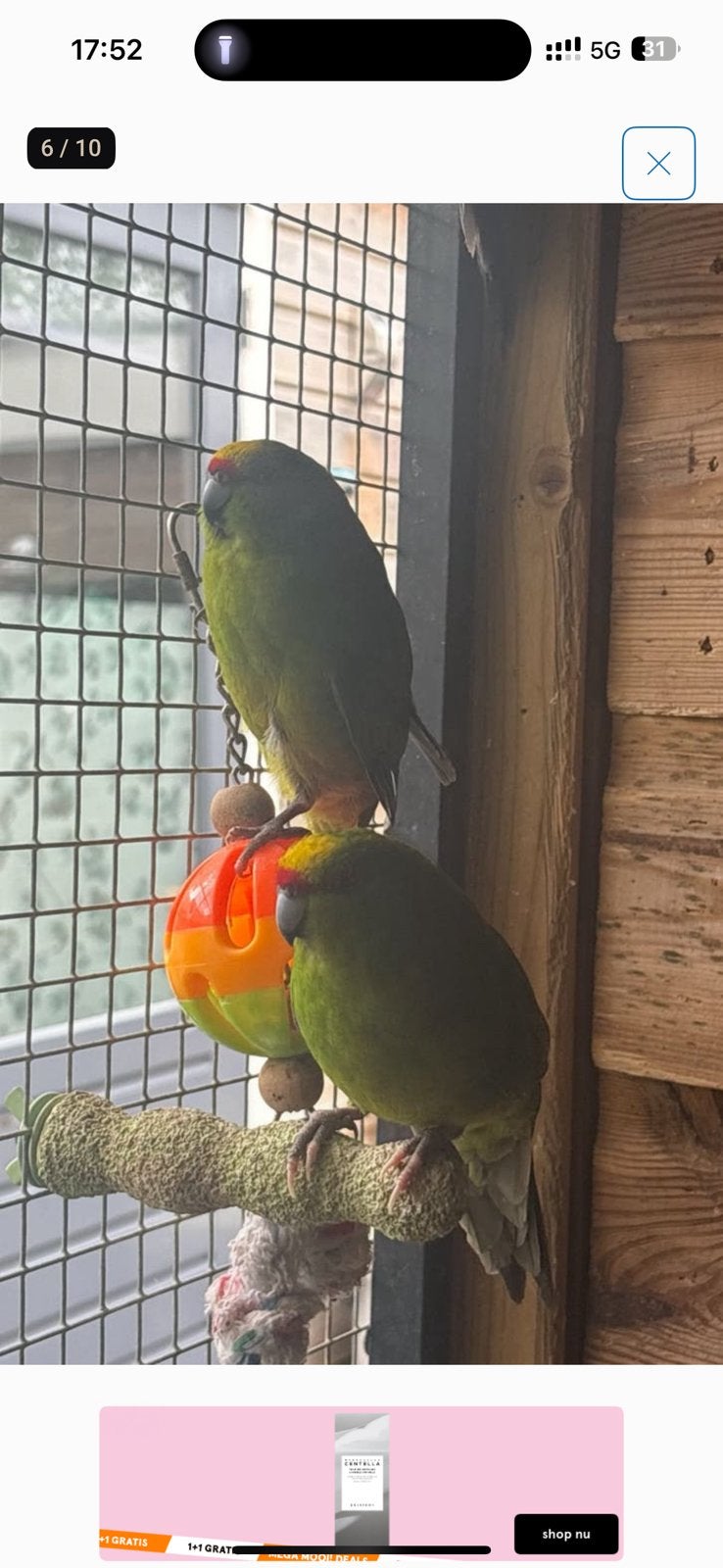 Mooie kakarikis 2 broertjes, Dieren en Toebehoren, Vogels | Parkieten en Papegaaien, Mannelijk, Parkiet