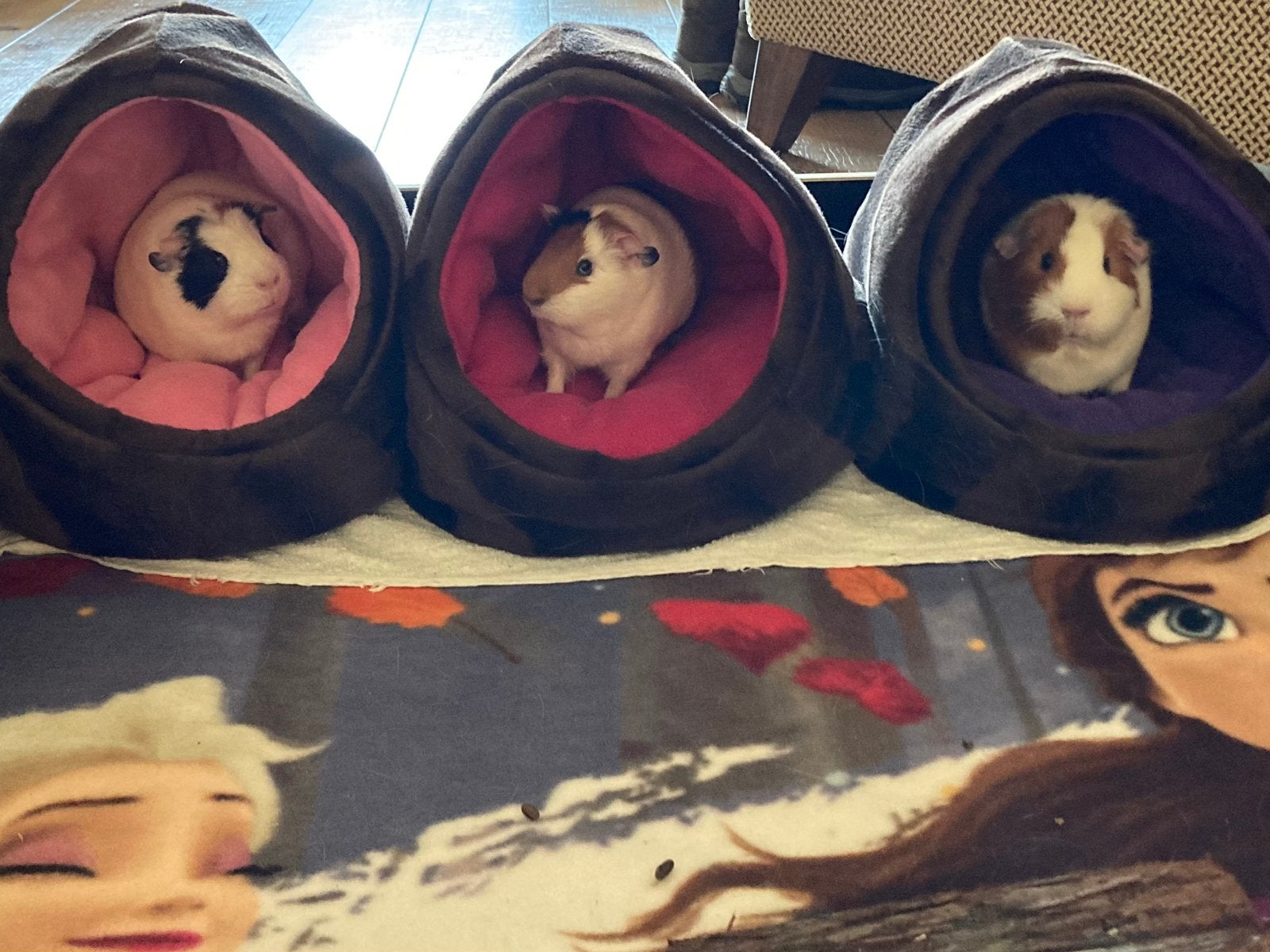 Muts voor cavia, Dieren en Toebehoren, Minder dan 60 cm, Gebruikt, Overige typen, Ophalen of Verzenden