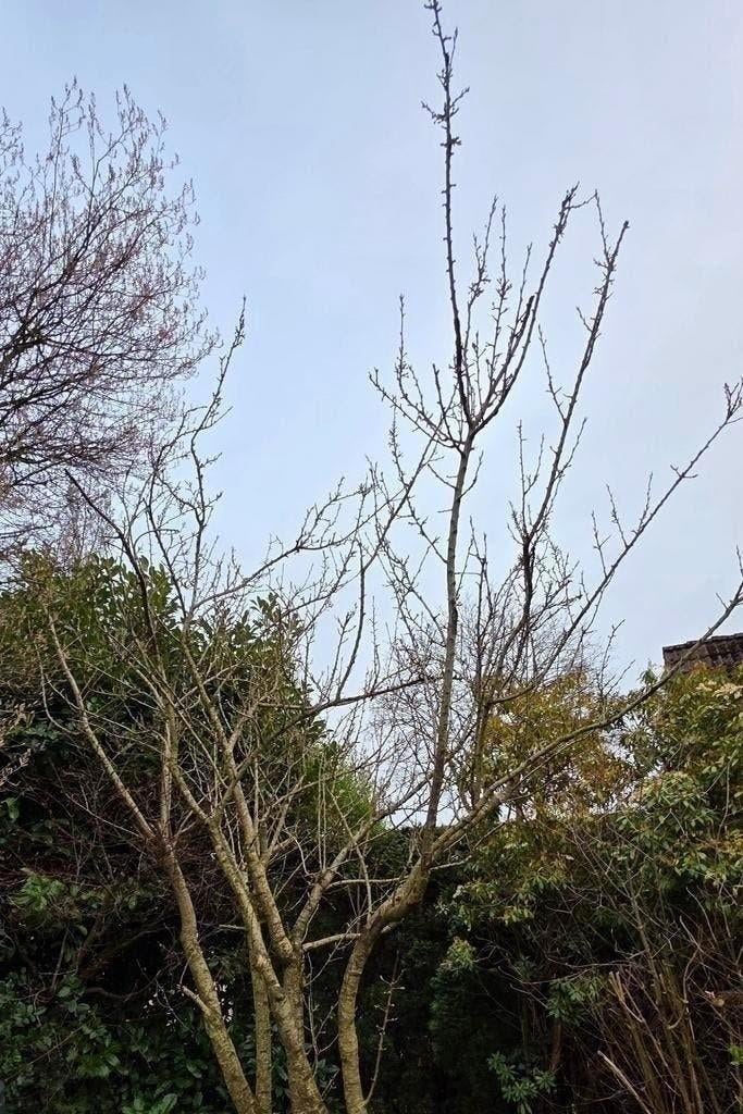 Grote Reine Claude d'oullins gele pruimen boom, Tuin en Terras, Ophalen, Volle zon, Overige soorten