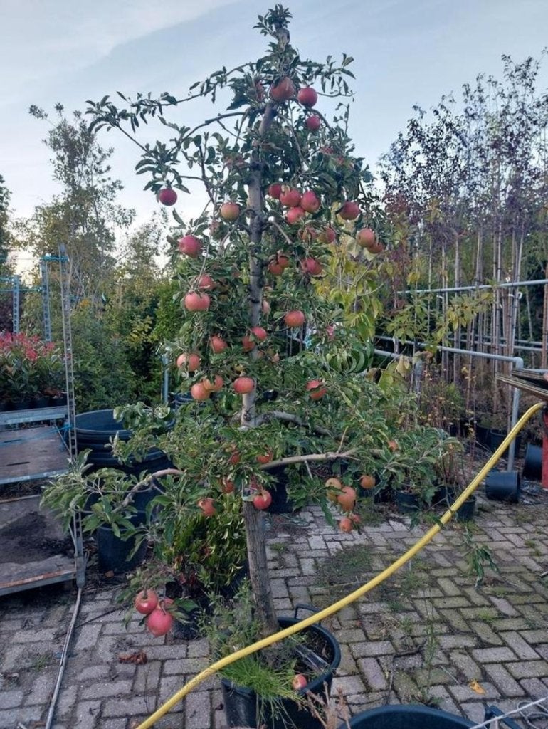 Elstar appelboom, Ophalen, Volle zon, Appelboom, 100 tot 250 cm