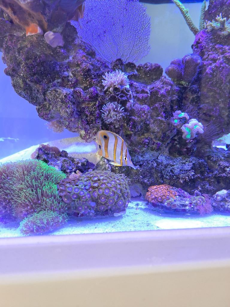 Vissen koralen en andere levende have, Dieren en Toebehoren, Vissen | Aquariumvissen, Vis, Zoutwatervis