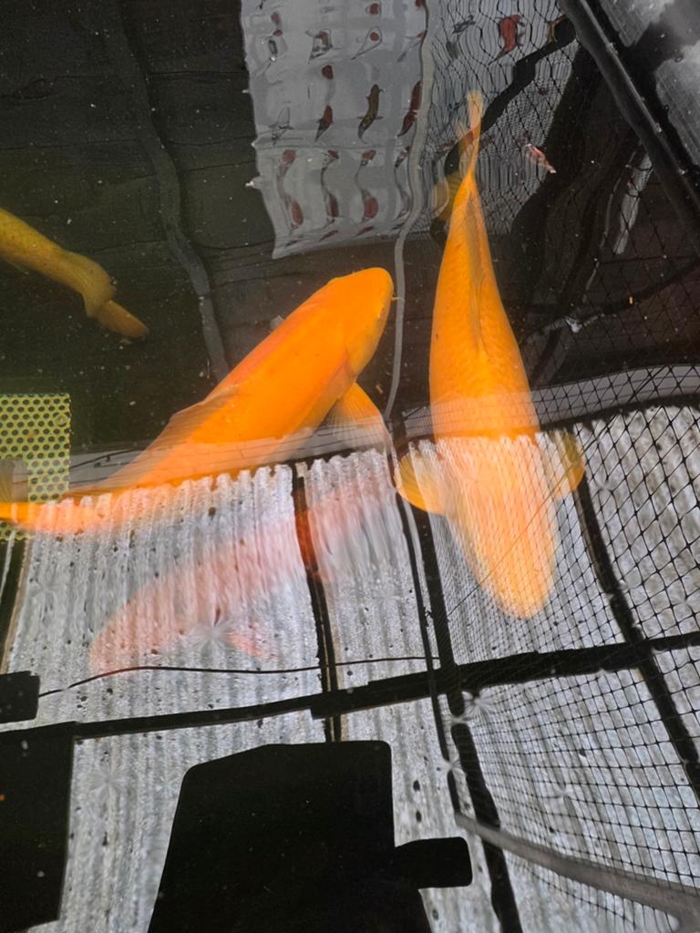 6x Karashigoi, Kwekers: Marusei, Okawa, Dainishi Japan, Dieren en Toebehoren, Karper of Koi