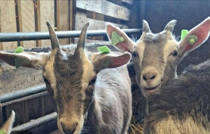 Toggenburger sikjes, Dieren en Toebehoren, Schapen, Geiten en Varkens, Vrouwelijk, Geit