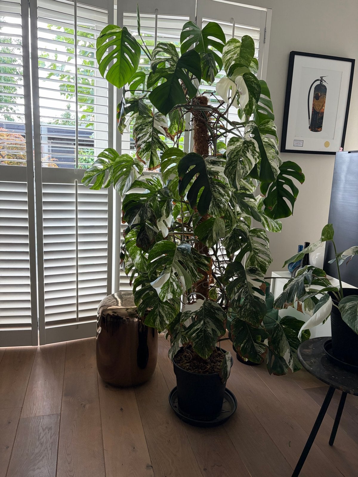Bonte Gatenplant (Monstera deliciosa 'Variegata'), Ophalen, Overige soorten, Halfschaduw, In pot