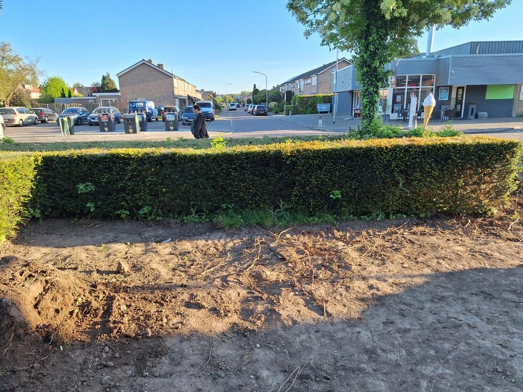 Buxus haag - ca. 5 meter, zelf verwijderen voor 12 mei, Tuin en Terras, Vaste plant, Bloeit niet, Halfschaduw, Ophalen