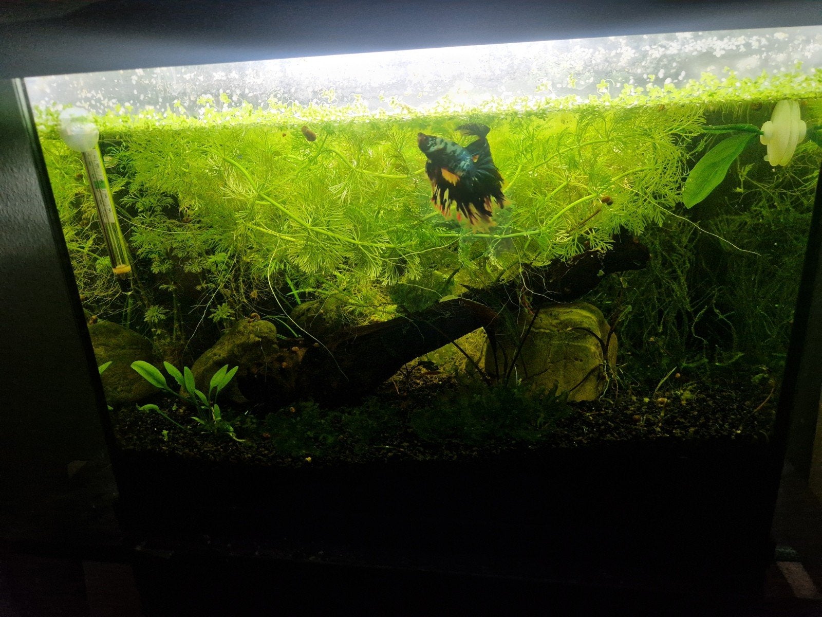 MOET WEG Aquarium + vissen + toebehoren, Dieren en Toebehoren, Vis, Zoetwatervis