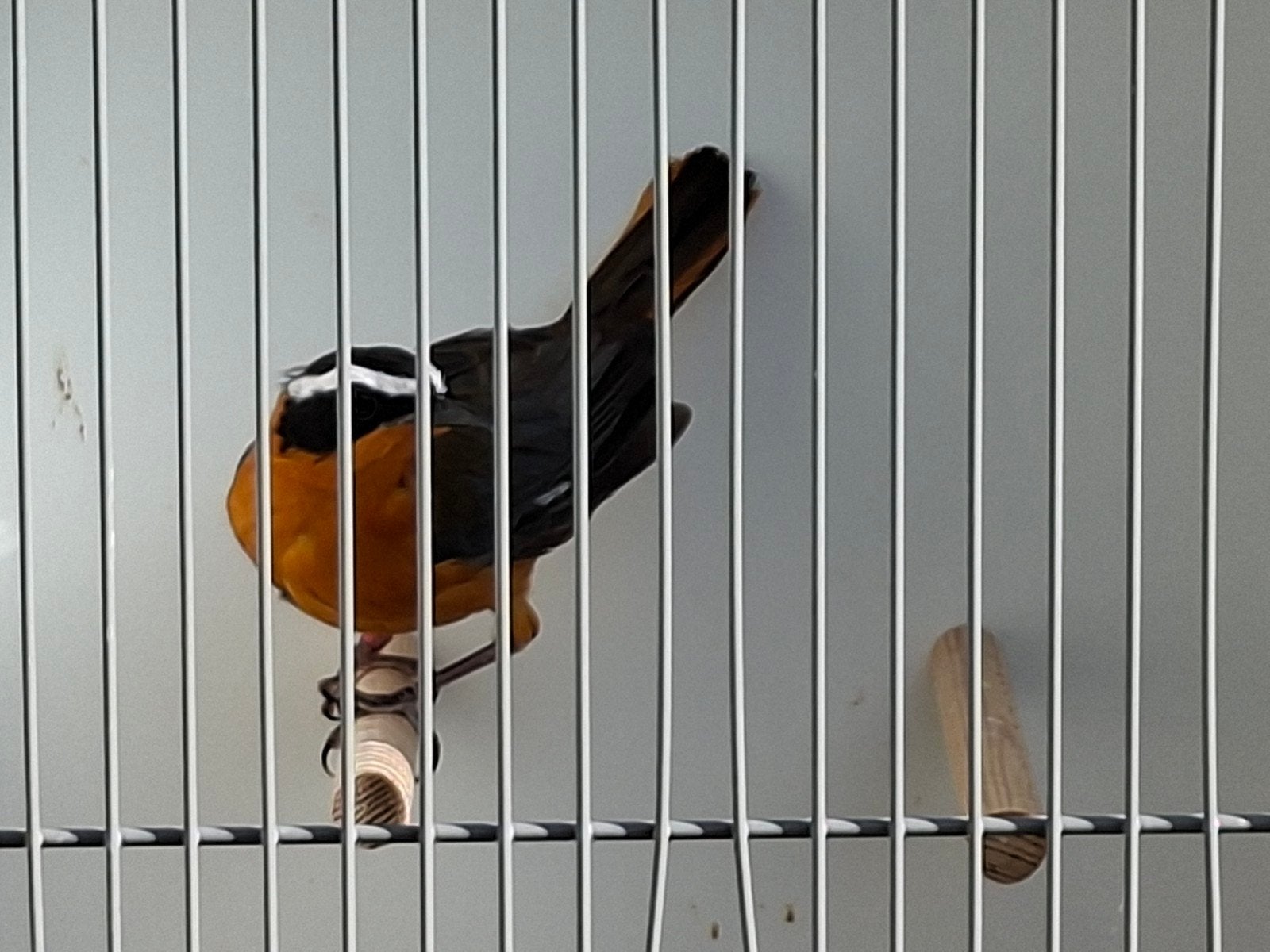 0-1 heuglini tapuit, Meerdere dieren, Geringd