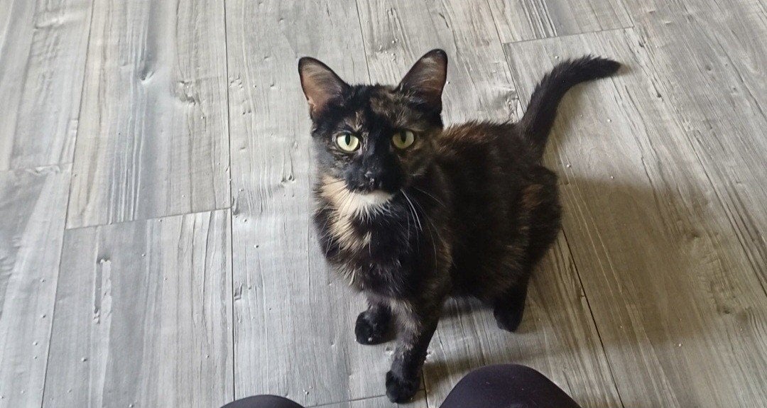 Lief huisje gezocht voor deze mooie jonge moederpoes., Dieren en Toebehoren, Poes