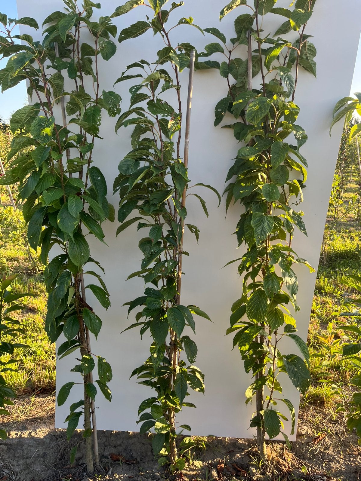 Prunus ser. 'Amanogawa' - Japanse Sierkers Zuilboom, Lente, 100 tot 250 cm, Zuilboom, Ophalen