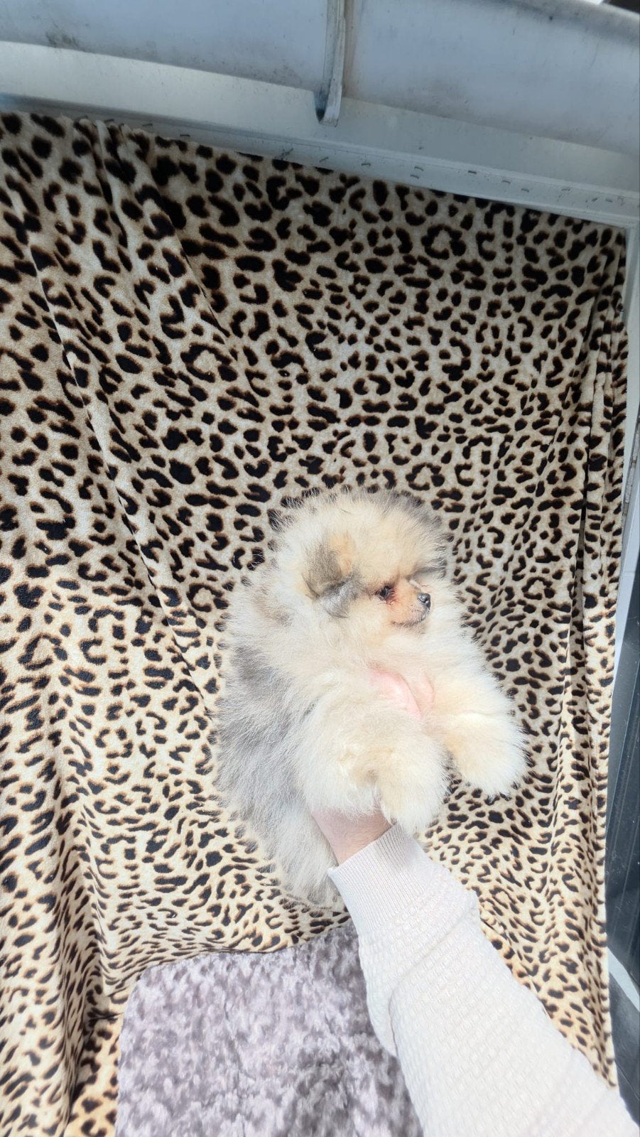Exclusief Mini Pomeranian Bear Face Reutje –, Parvo, Keeshond, Reu, 8 tot 15 weken