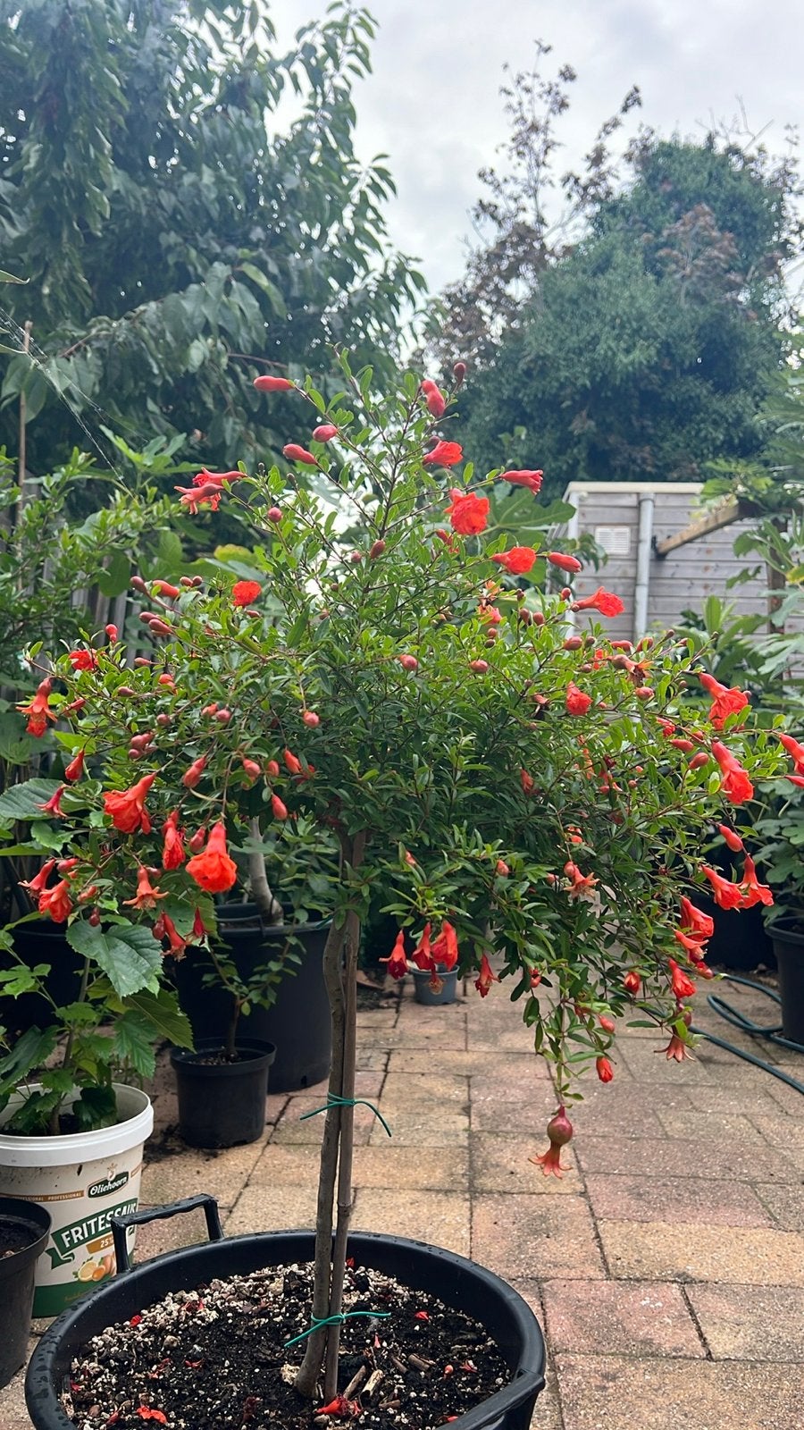 Nana Granaatappelboom – originele Iraanse granaatappel, Ophalen of Verzenden, Vaste plant, Fruitplanten, Volle zon