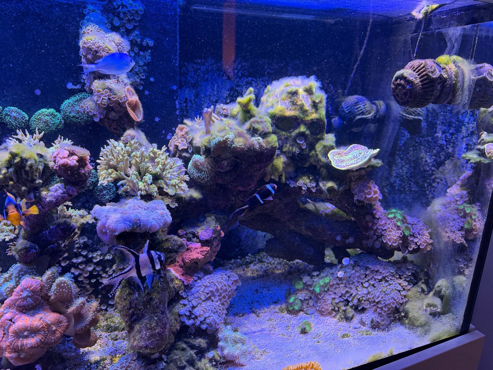 Compleet zeeaquarium, Zoutwatervis