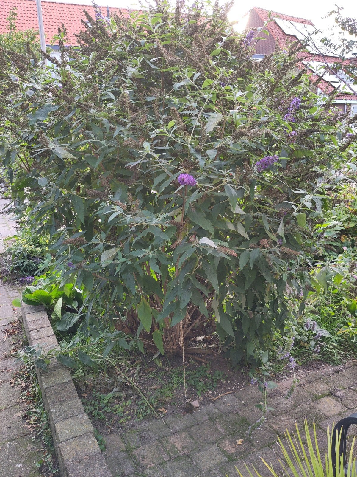 vlinderstruik gratis ophalen, Ophalen, Vlinderstruik, 100 tot 250 cm