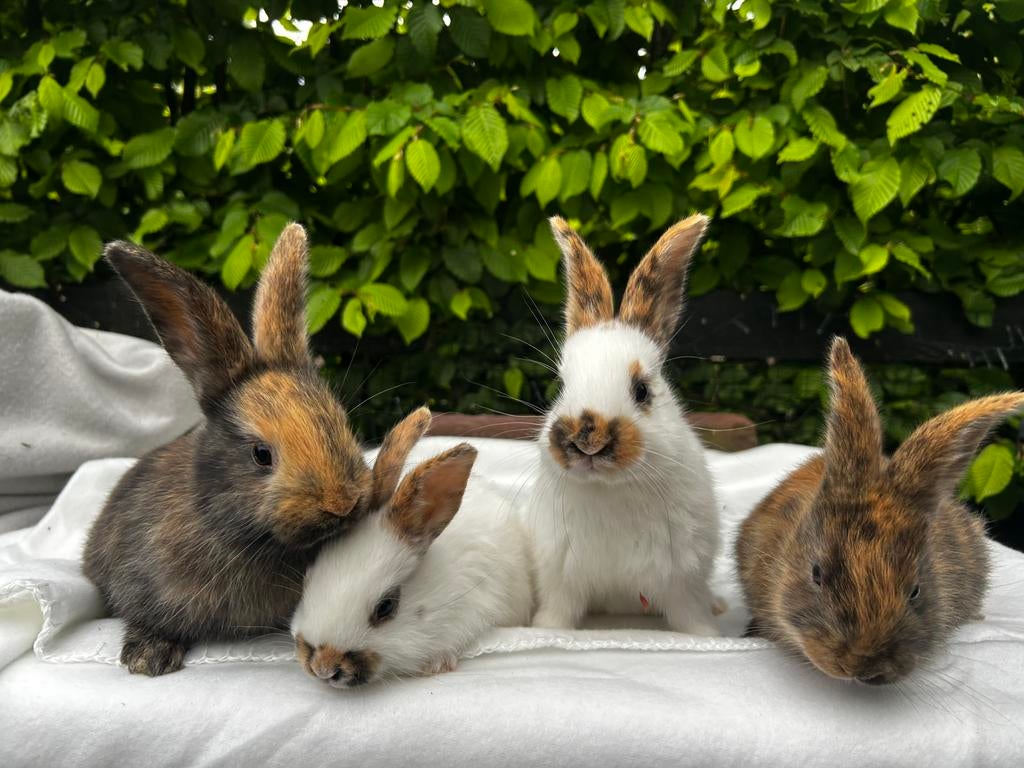 4 rijnlander rammetjes (nog 1 beschikbaar), Dieren en Toebehoren, Konijnen, Mannelijk, Middelgroot, 0 tot 2 jaar