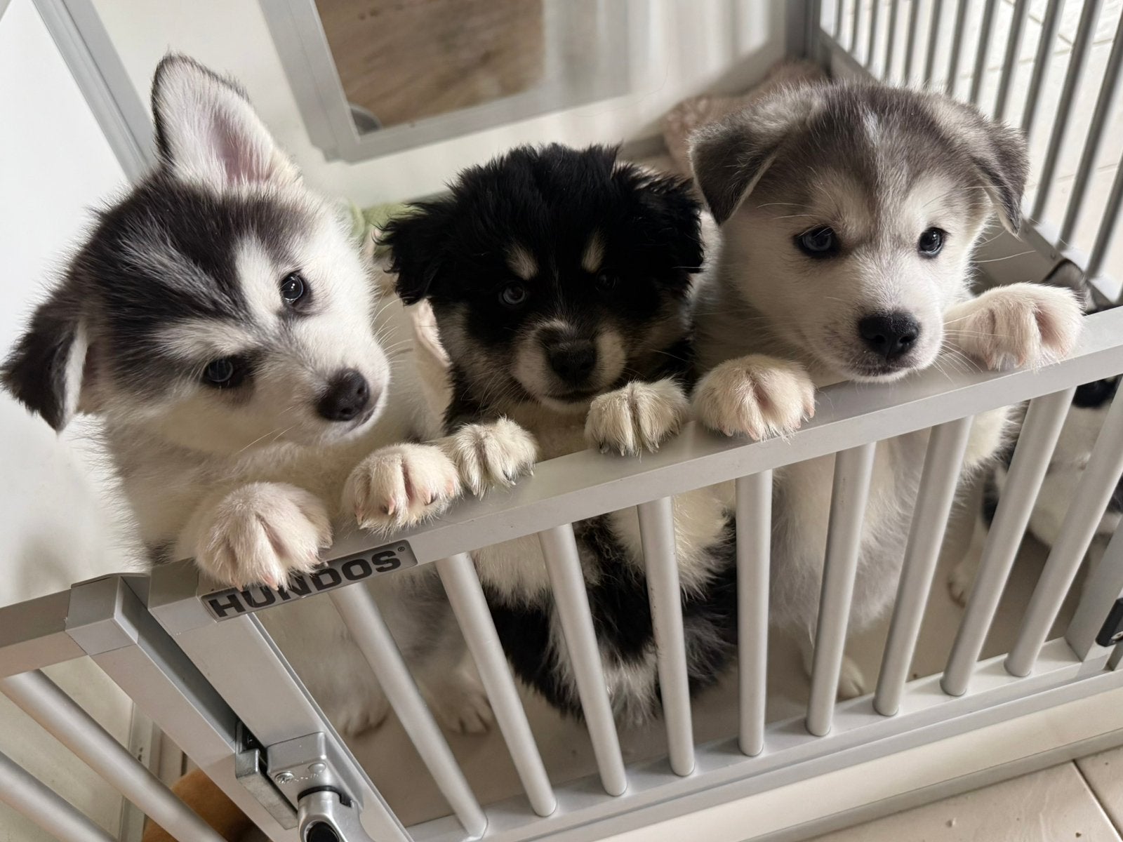 Pomsky pups, Dieren en Toebehoren, Reu, Poolhond, Meerdere, Nederland