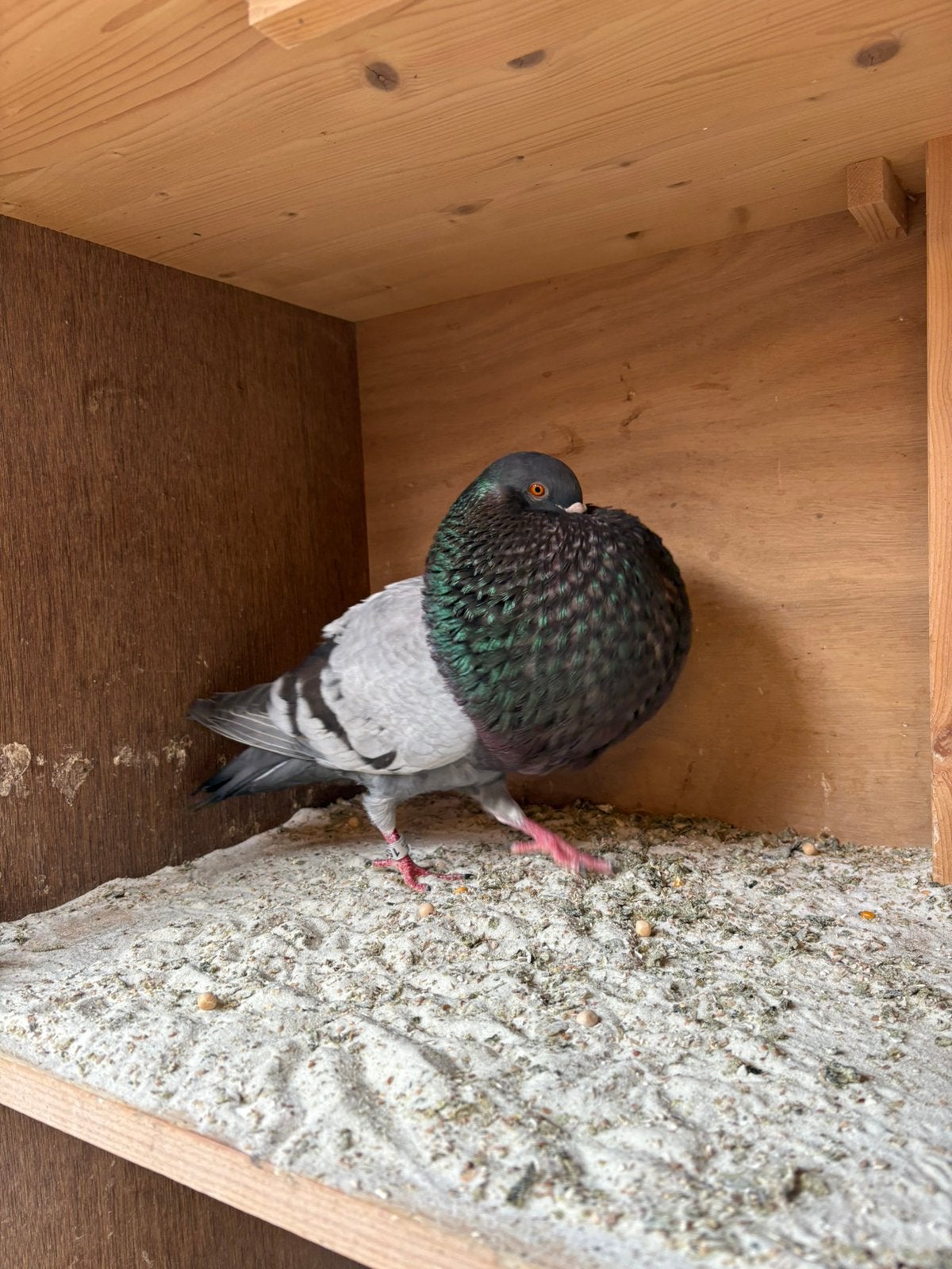 Gaditano Doffer, Dieren en Toebehoren, Mannelijk, Kropper