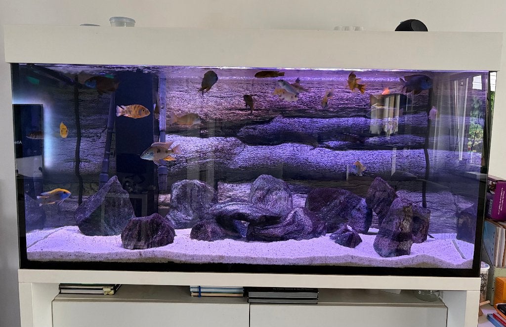 Compleet aquarium (470L) met Malawi-bestand, Ophalen, Inclusief controller, Gebruikt, Gevuld zoetwateraquarium