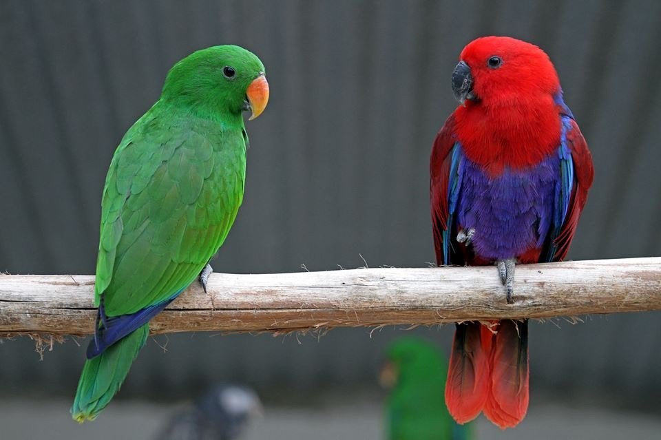 jonge edel papegaaien in diverse kleuren, Dieren en Toebehoren, Meerdere dieren, Papegaai