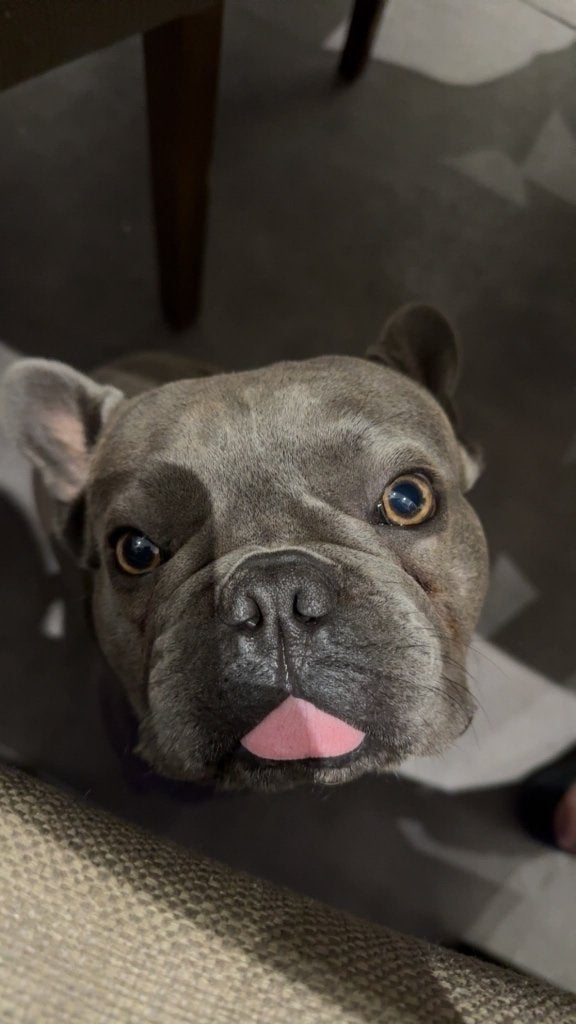 Franse bulldog, Reu, 1 tot 2 jaar, Parvo, Bulldog