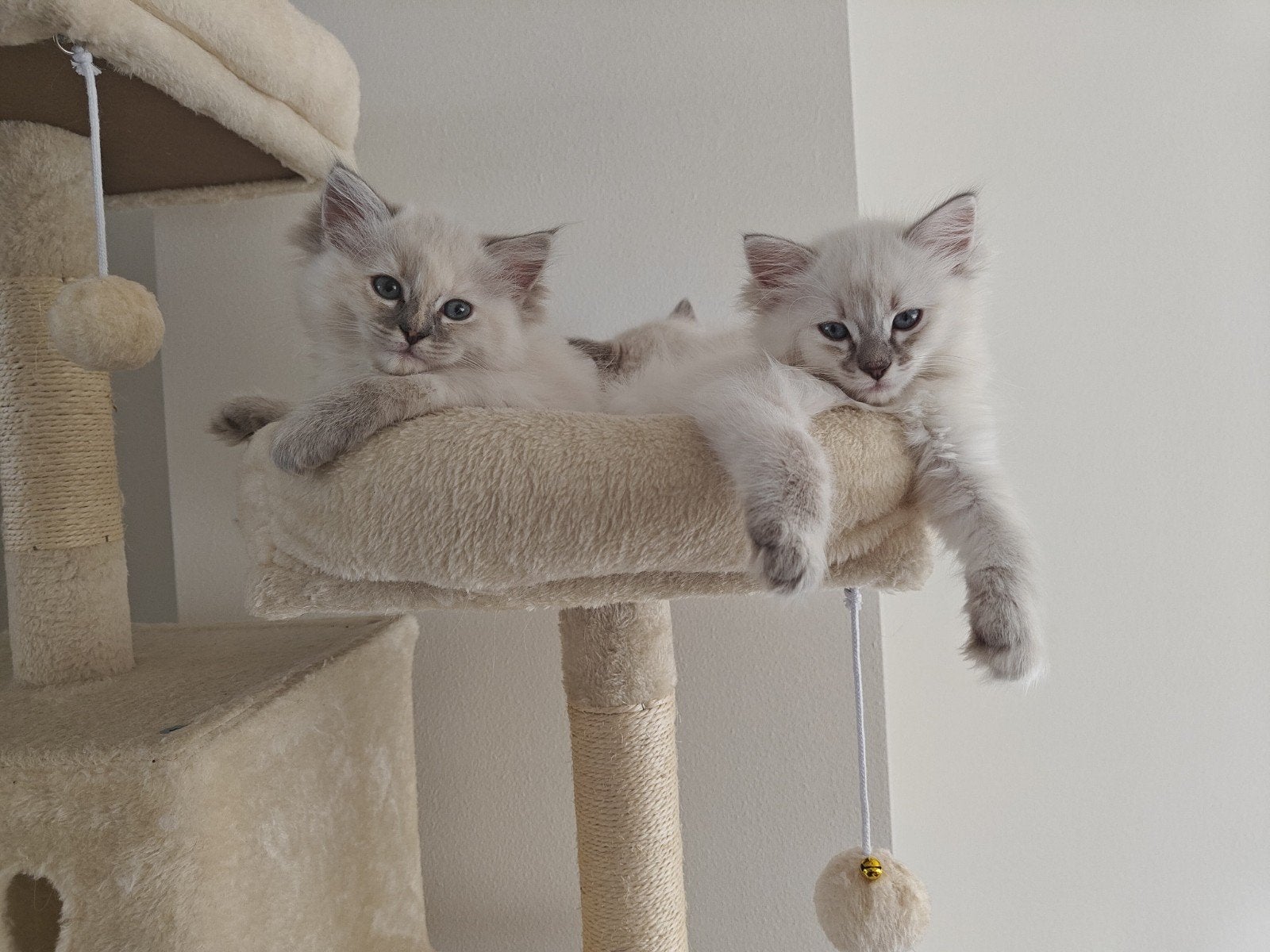Twee prachtige ragdoll kittens, Poes, Langharig, 0 tot 2 jaar